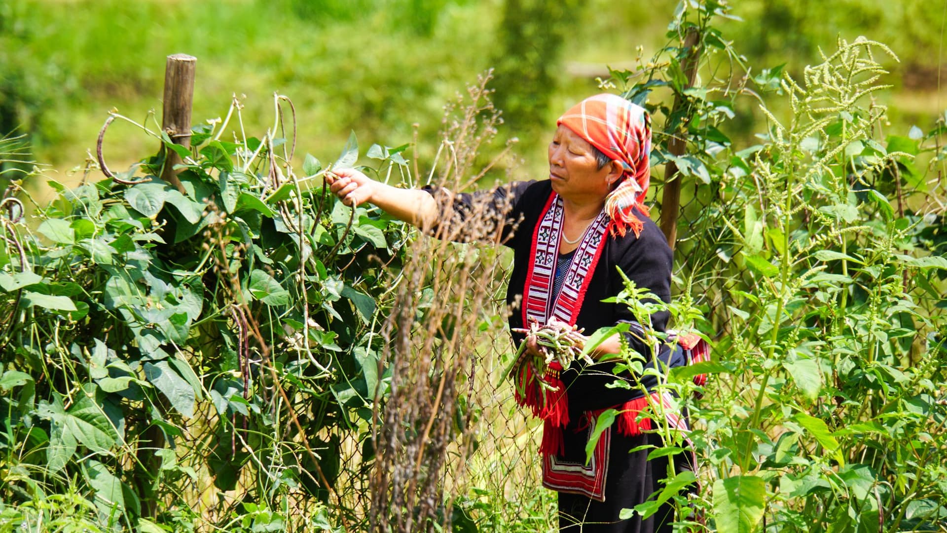 woman on tea plantation in north vietnam trips at asia