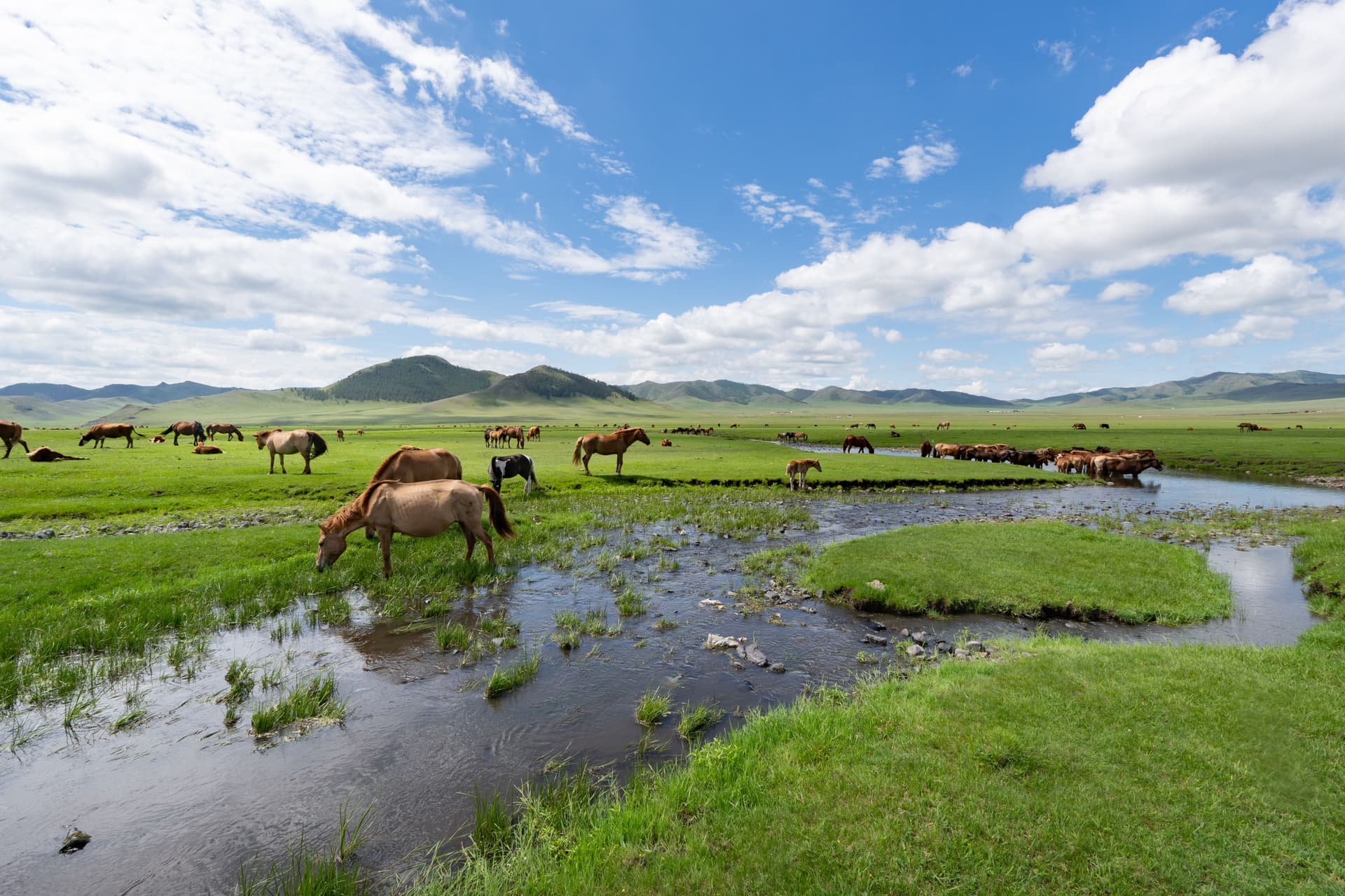 Horses grazing on a wide green steppe in Mongolia beside a shallow stream, with rolling hills and a blue sky with clouds.